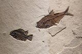Museum-Quality Green River Fossil Fish Triptych #369070-5